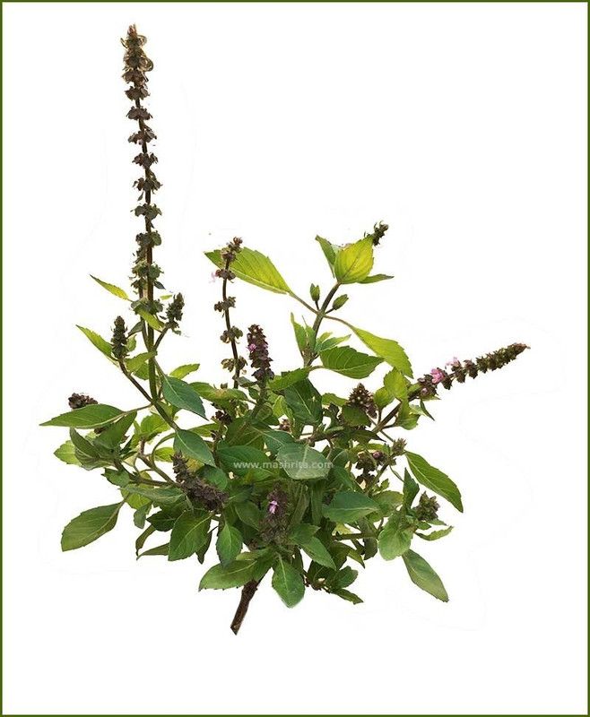 WILLVINE LX-2 Organic American Basil Seeds Seed  (2000 per packet)