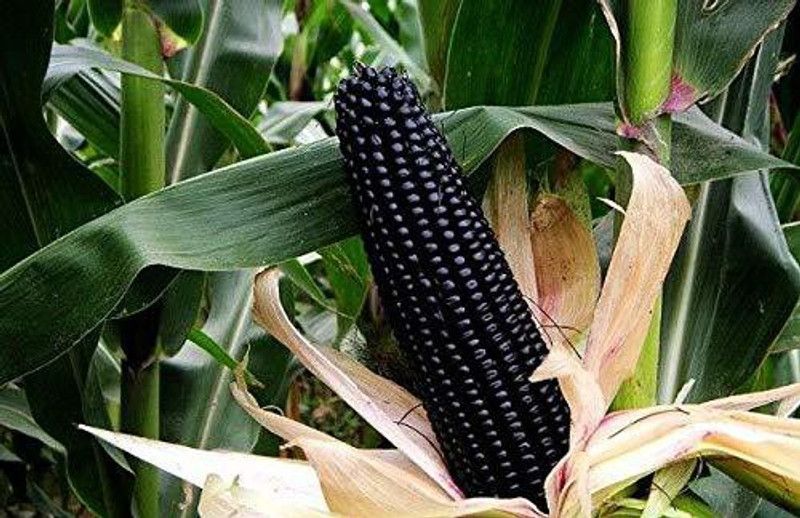 WILLVINE LX-889 Black Corn Ornamental Seed  (500 per packet)