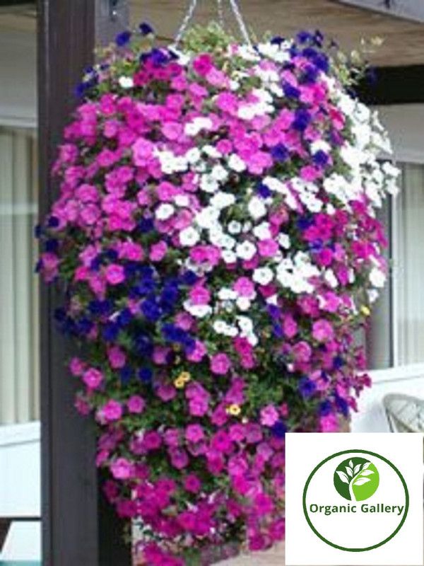 organic gallery Tall Phlox Mixed Plants Seeds For Balcony Garden [Home Garden Seeds Eco Pack] Seed  (40 per packet)