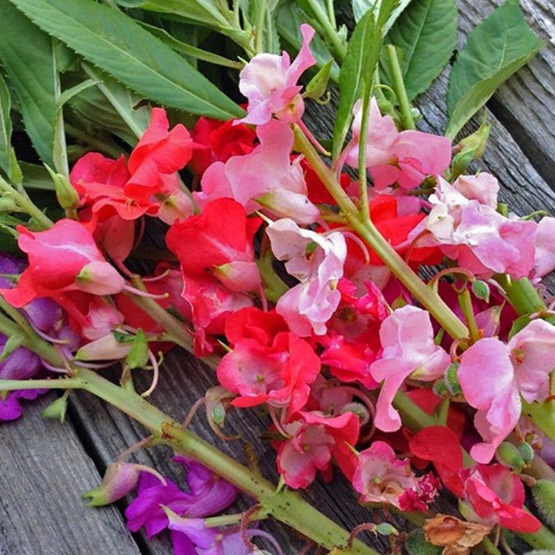 CYBEXIS Balsam Rose Flower Seeds (Multicolour Mix) Seed  (1 g)