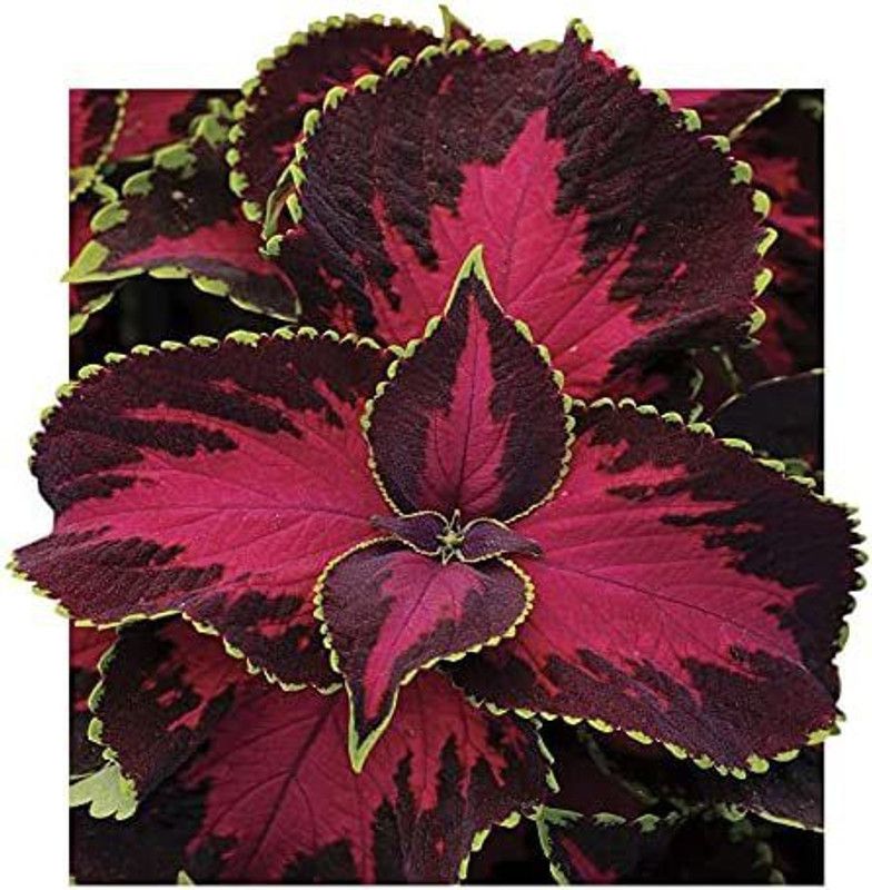 CYBEXIS Chocolate Covered Cherry Coleus Seeds Seed  (100 per packet)