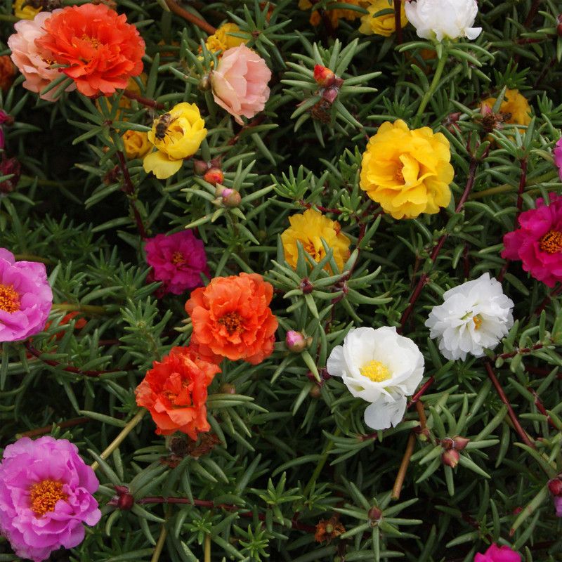 Paudha Portuluca Mixed / Rose Seed  (35 per packet)