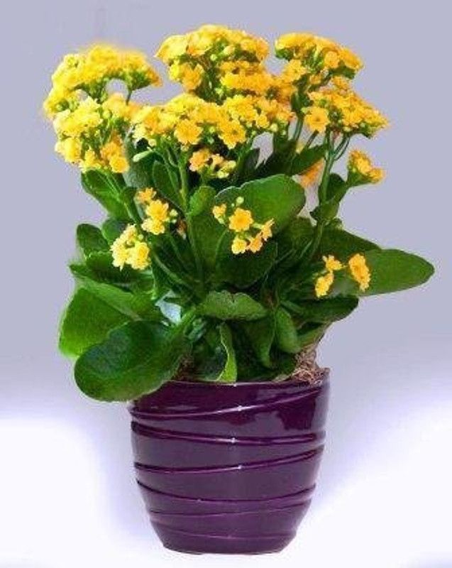 EZtect Kalanchoe Plant  (Hybrid, Pack of 1)