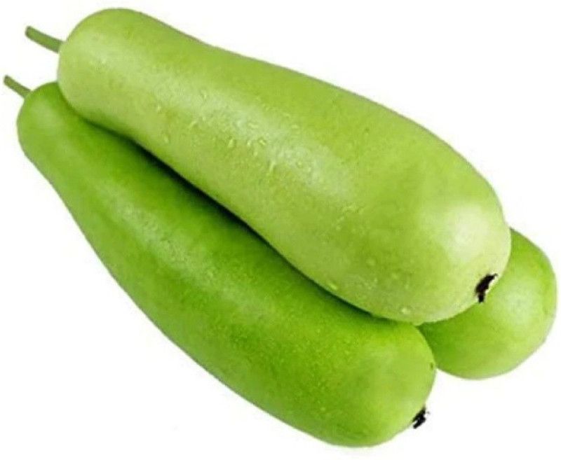 UGRA Bottle Gourd Hybrid Seeds Seed  (400 per packet)