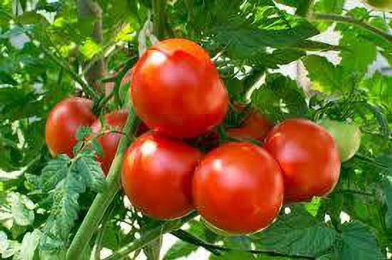 Oliver red tomato seed Seed  (66 per packet)