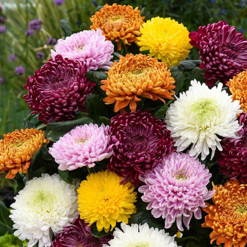 Nodoc Exotic chrysanthemum Seed  (45 per packet)