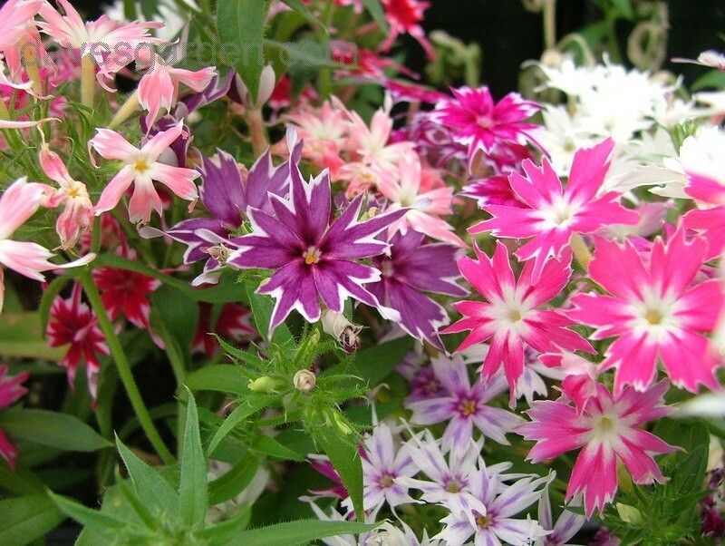 XOLDA Phox twinkle Flower Seed  (30 per packet)