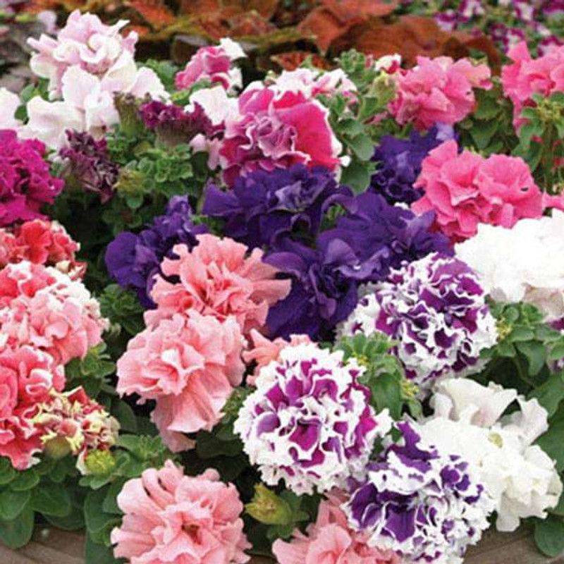 XOVO Exotic Petunia Mixed Flower Seed  (25 per packet)