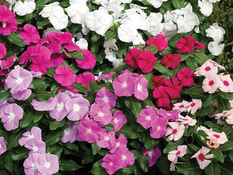 Paudha Hybrid Vinca Mixed Flower Seed  (55 per packet)