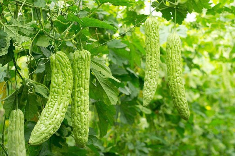 XOLDA Bittle gourd Seed  (53 per packet)