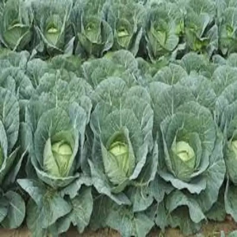 MAA Cabbage Seed  (140 per packet)