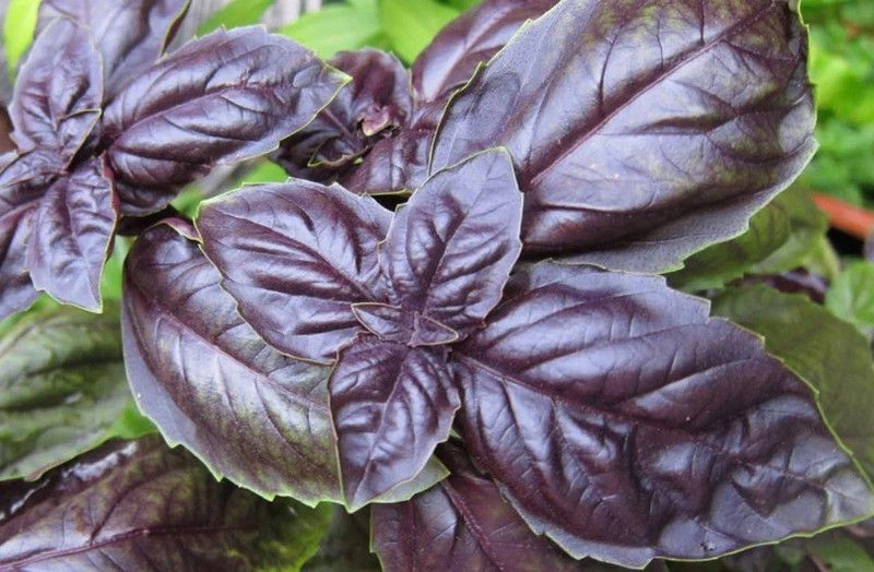 VibeX ® VXI-35 Basil Red Rubin Seeds Seed  (1000 per packet)