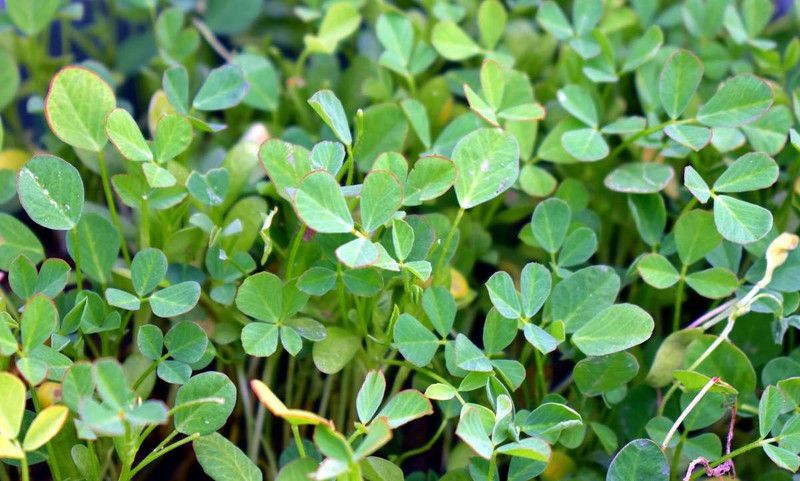 Paudha Methi Seed  (110 per packet)