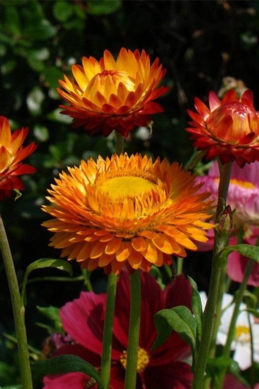 Baagavaanee Helichrysum Seed  (40 per packet)