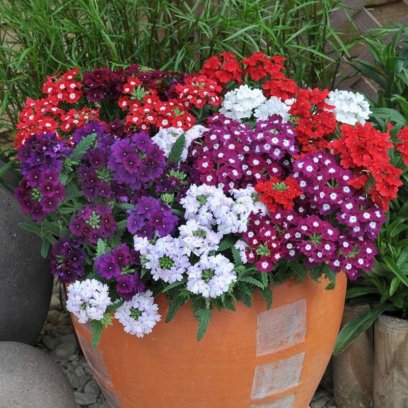 Paudha Verbena Mixed Seed  (49 per packet)