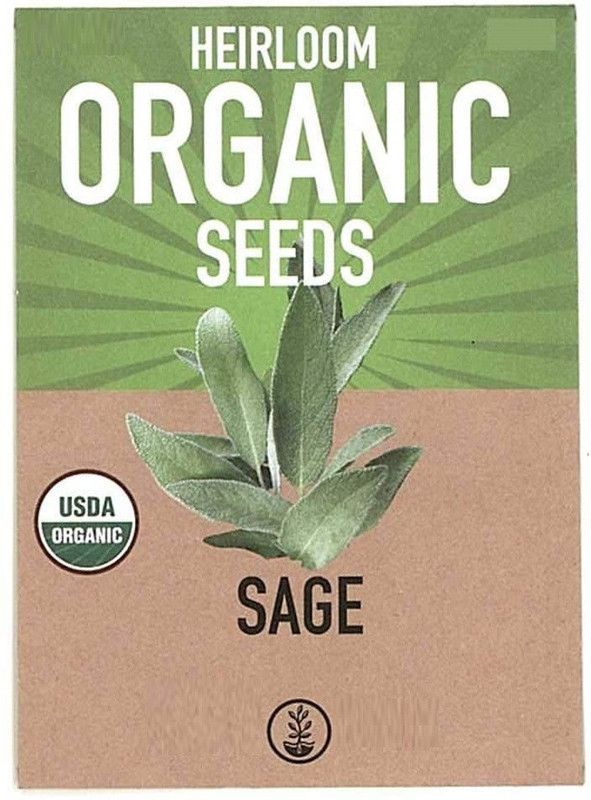 CYBEXIS HUA-65 - Culinary Sage - (1350 Seeds) Seed  (1350 per packet)