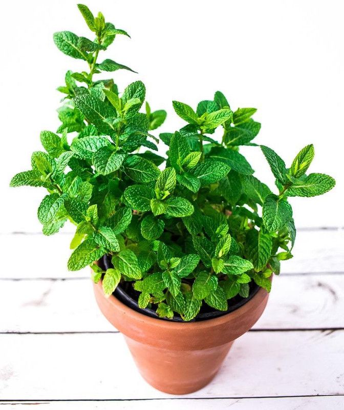 XOLDA Mint/Pudina Seed  (200 per packet)
