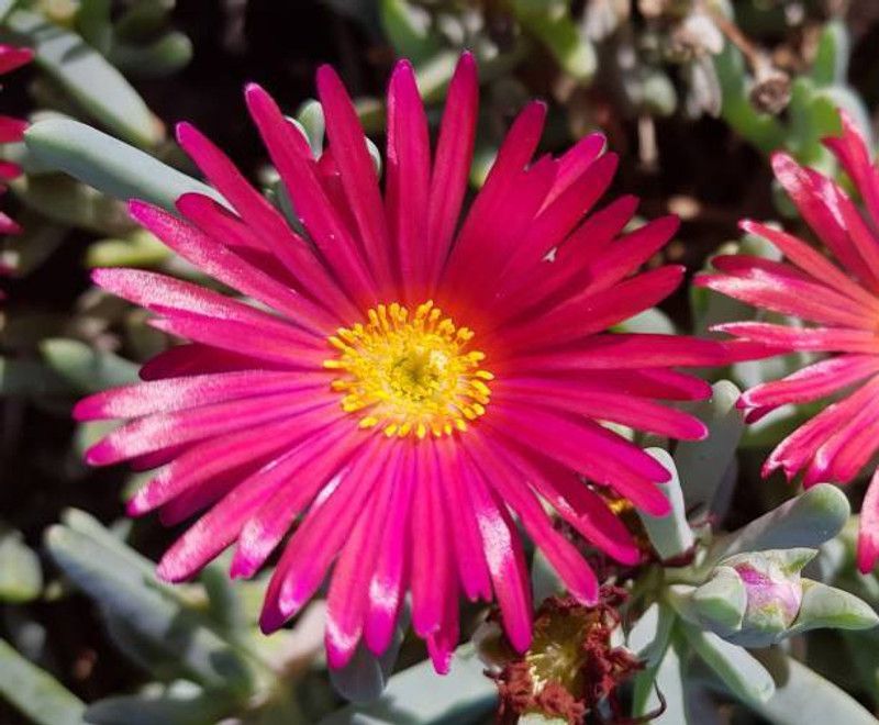 ZOTIKOS Mesembryanthemum Seed  (10 per packet)