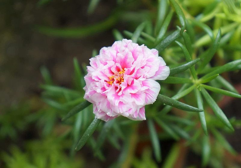 CYBEXIS PUAS-77 - Rare Portulaca Moss Rose Double Mix Flower - (100 Seeds) Seed  (100 per packet)