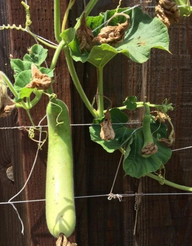 UGRA Bottle Gourd Seeds Hugua Lauki Seed  (100 per packet)