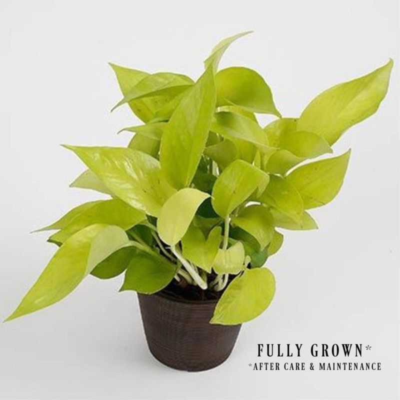 Vijay Sales Metallic Money Plant  (Hybrid, Pack of 1)
