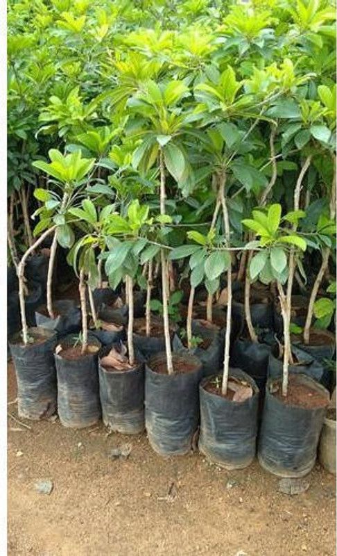 ONLINE PLANT BAZAR Chiku Plant  (Hybrid, Pack of 1)