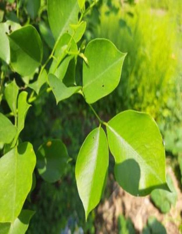 Unique garden Sheesum Plant  (Hybrid, Pack of 1)