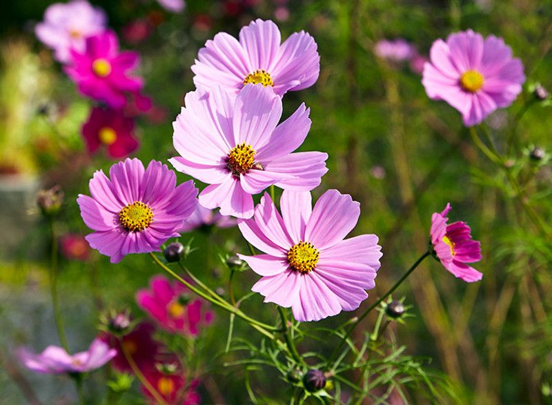 XOLDA cosmos mix flower Seed  (33 per packet)