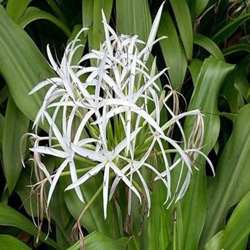 ashokavanam Crinum Swamp Lily Plant  (Pack of 1)