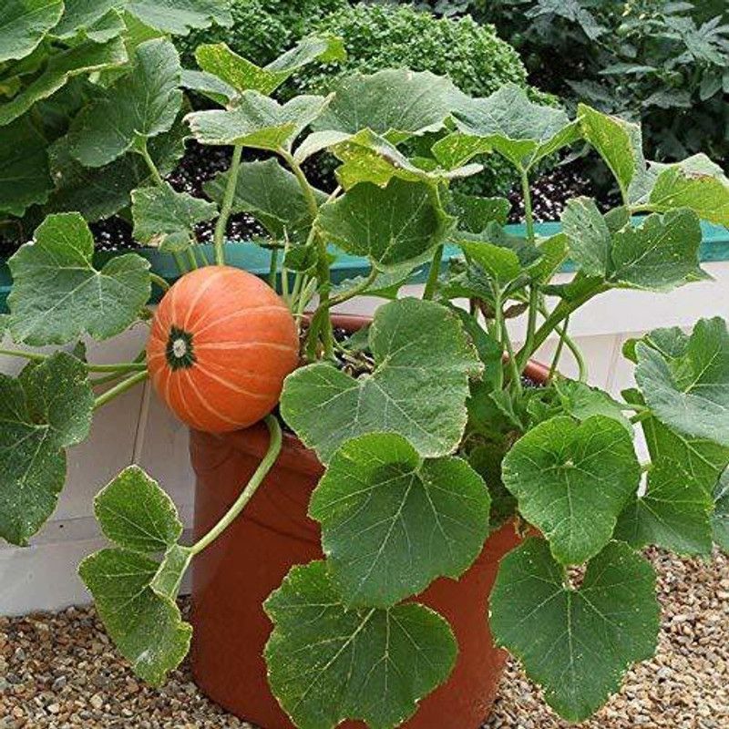 VibeX NDIR-17 - Rare Hybrid Miniature Pumpkin - (900 Seeds) Seed  (900 per packet)