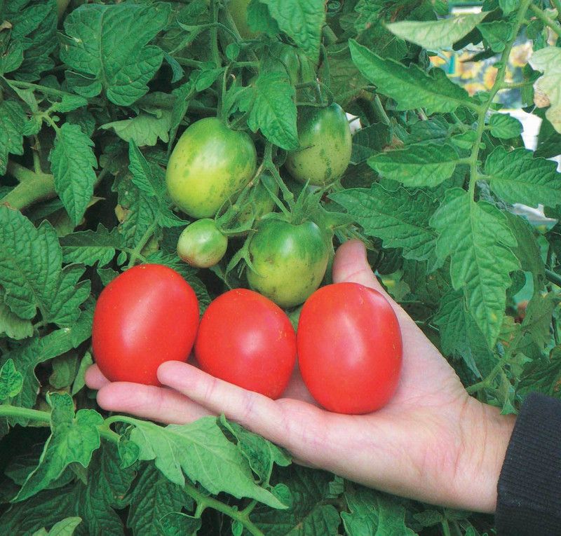 Mozette Organic Tomato F1 Seed  (35 per packet)