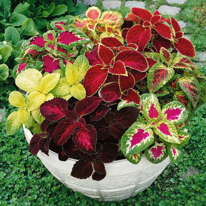 Paudha Coleus Rainbow Mix Seed  (20 per packet)