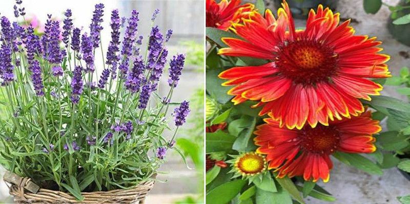 xcentax Lavender Microgreen & Gallardia Seed  (25 per packet)