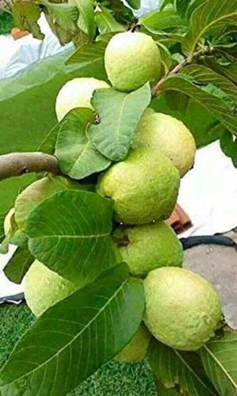 Chalisa Guava Seed  (270 per packet)