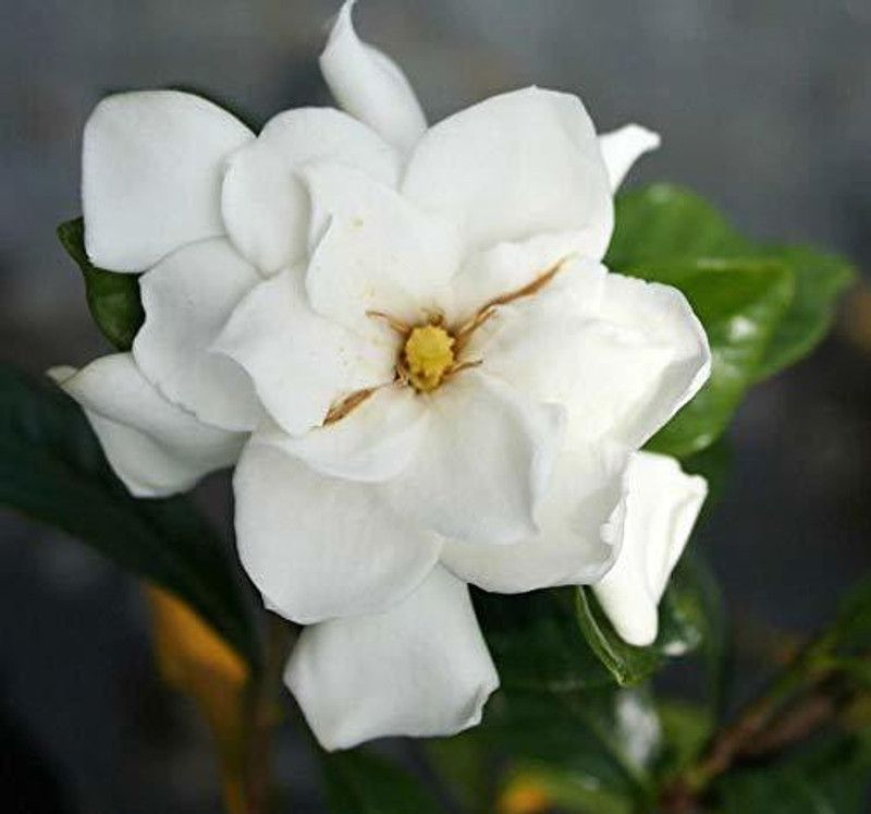 J R GLOBLE Night Bloom Jasmine Plant  (Hybrid, Pack of 1)