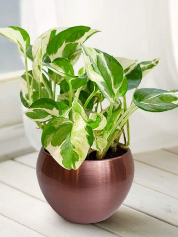 BISWAS GARDEN Money Plant  (Hybrid, Pack of 1)
