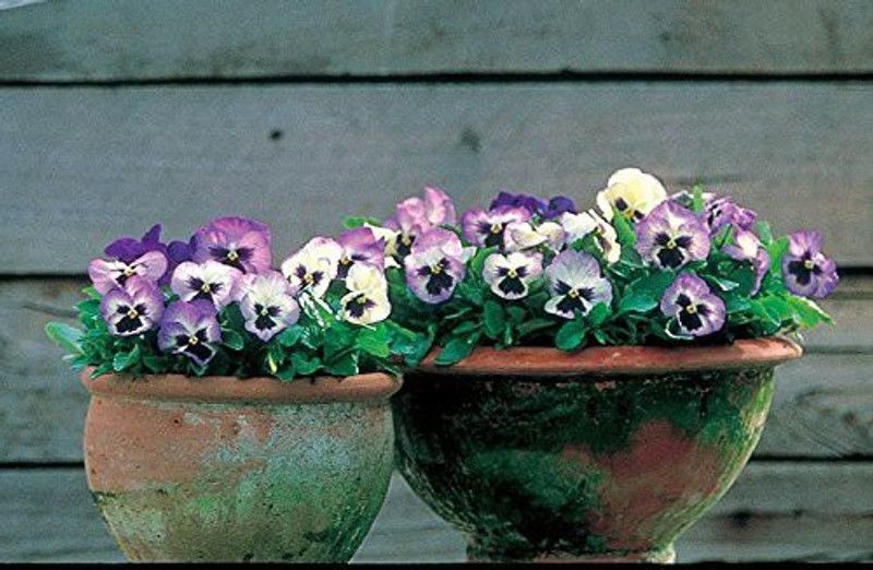 KANAYA Pansy Blue Hybrid Flower Seed  (28 per packet)