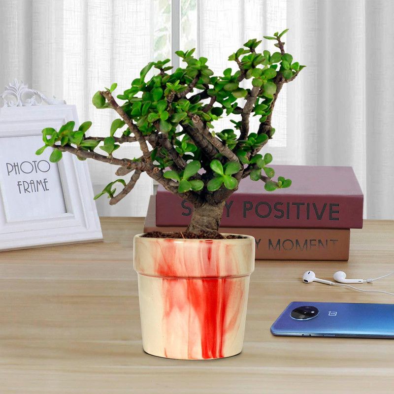 Bee Green Jade Plant  (Hybrid, Pack of 1)