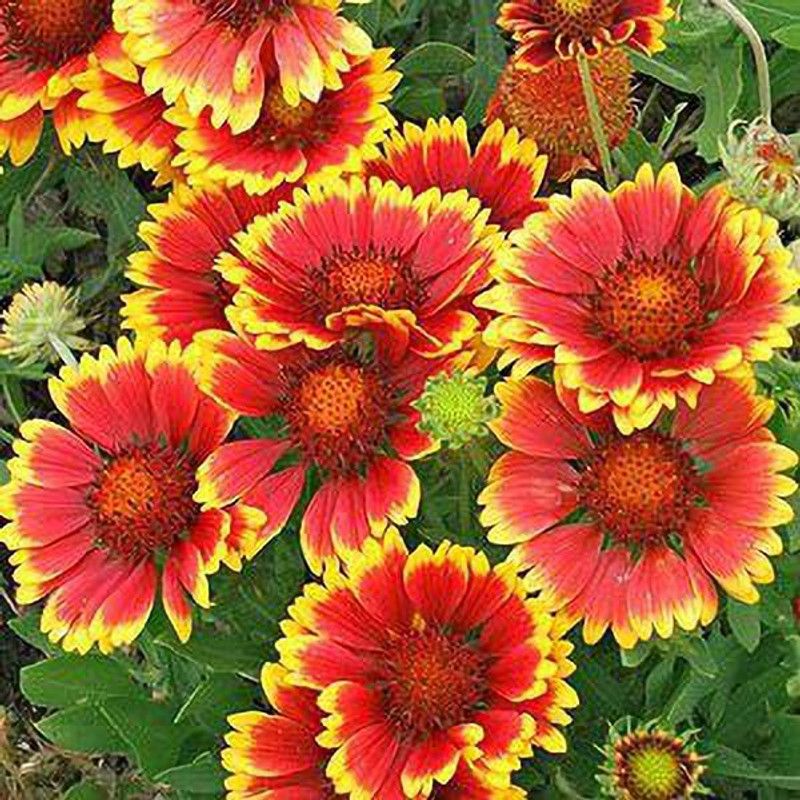 KANAYA Gaillardia Flower Seed  (78 per packet)