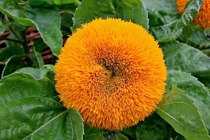 PLANTZON Sunflower Teddy Bear Seed  (35 per packet)
