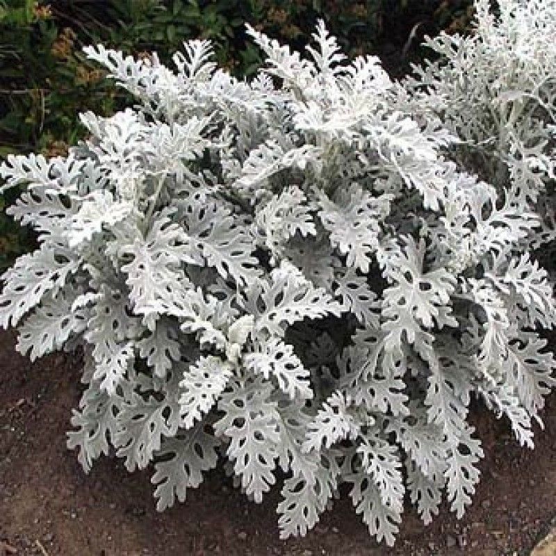 PMB Cineraria maritima silver dust Seed  (25 per packet)