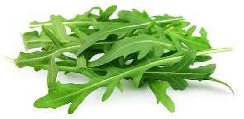 XOLDA Hybrid Rocket Leaf Seed  (68 per packet)