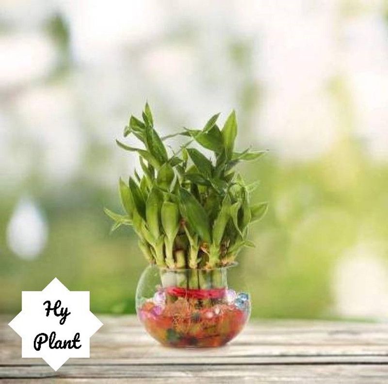 Hy Plant Two Layer Bamboo Plant  (Hybrid, Pack of 1)