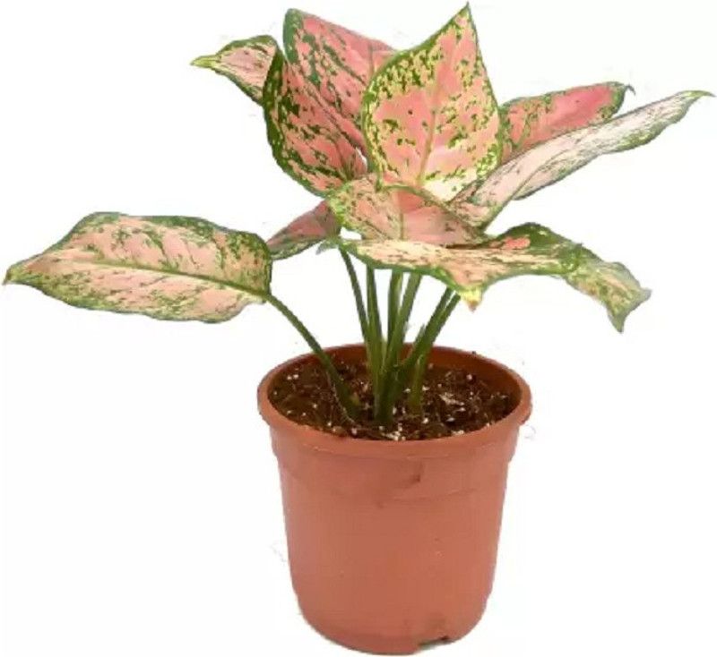 SumitGreenrey Aglaonema Plant  (Hybrid, Pack of 1)