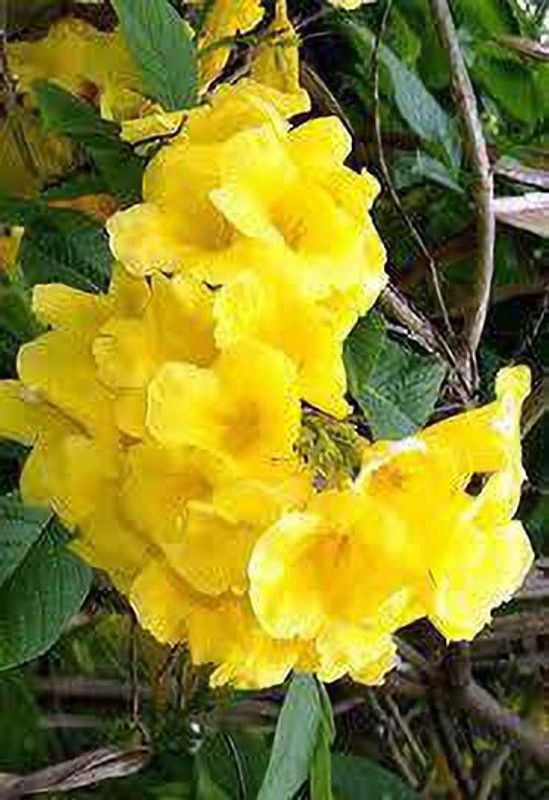YADRA Tecoma Plant  (Hybrid, Pack of 1)