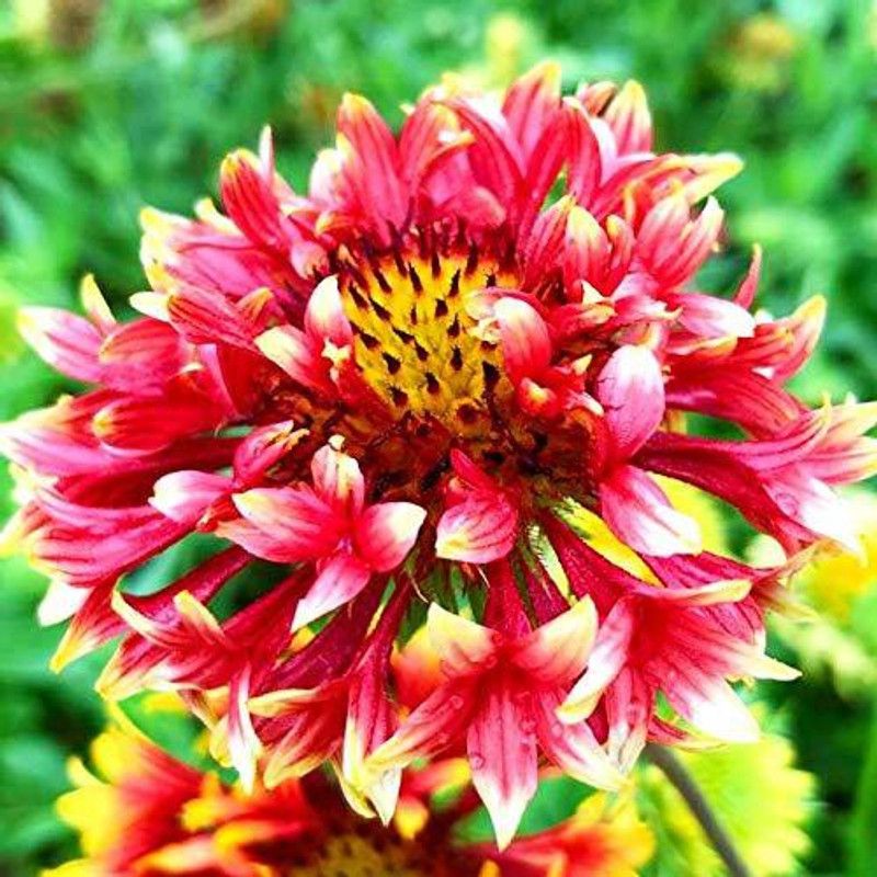 KANAYA Gaillardia Seed  (16 per packet)