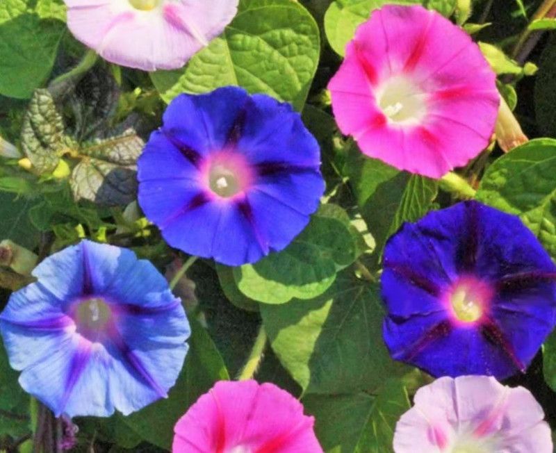 ZIXA Morning Glory Tall Mix Seeds | Ipomoea Purpurea Seed  (30 per packet)