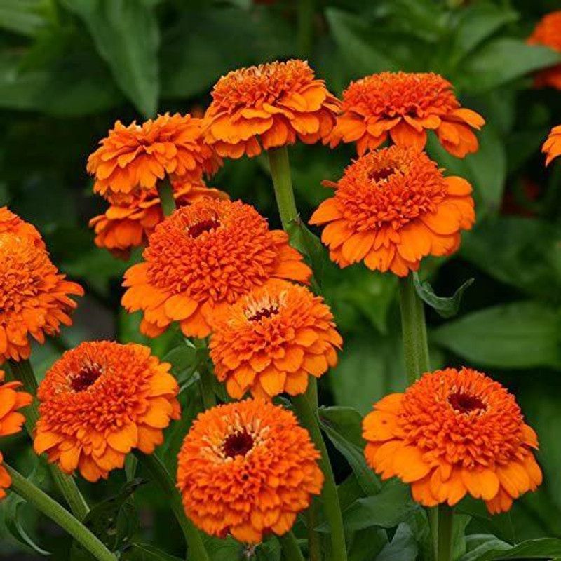 Paudha Zinnia Orange Seed  (32 per packet)