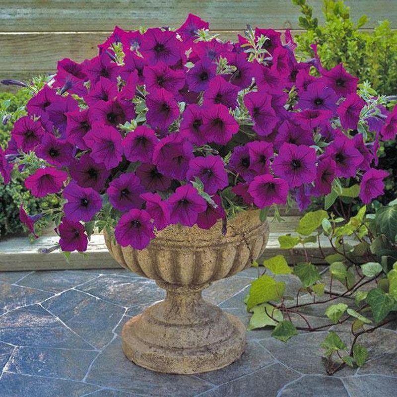 WHADE Petunia Trilogy Purple Flower Seed  (150 per packet)