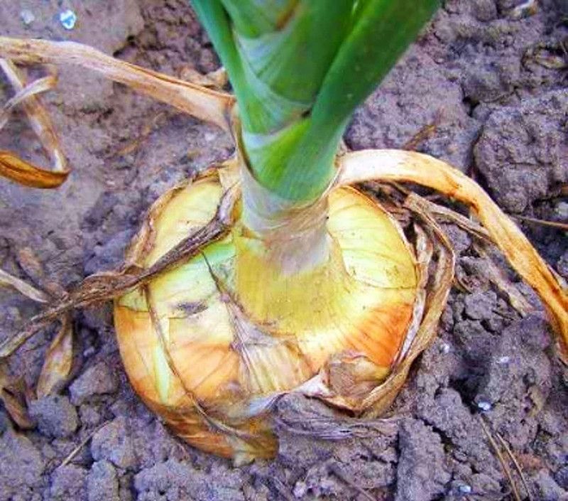 WILLVINE HUA-898 Yellow Sweet Spanish Onion Seeds Seed  (1000 per packet)